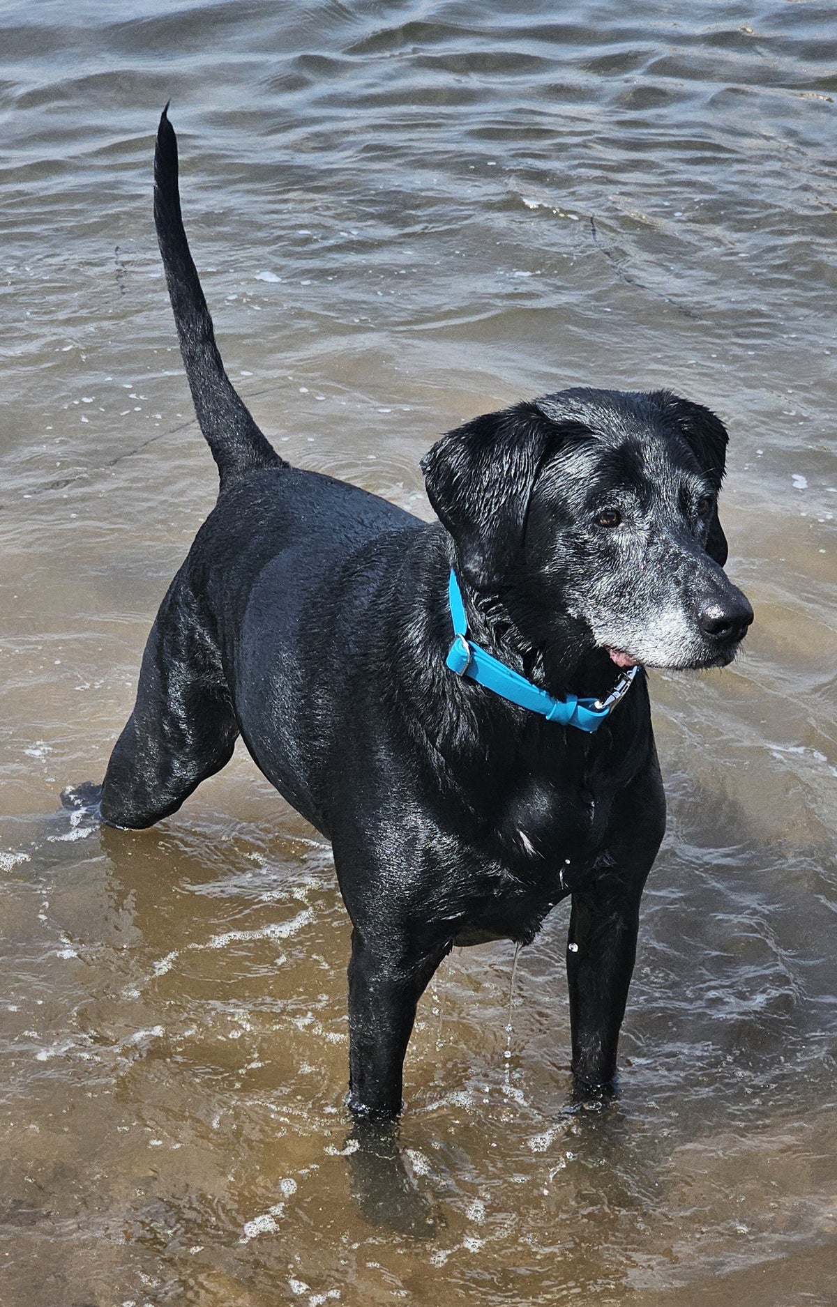 Blue Everlast BioThane® Quick-Release Dog Collar
