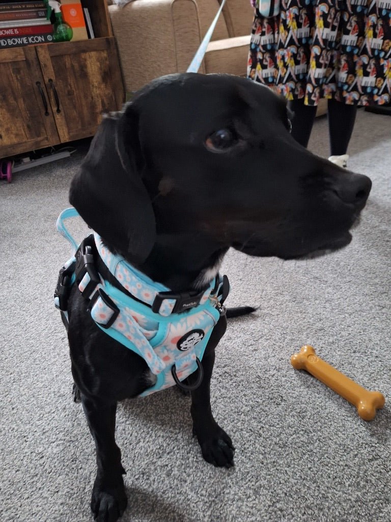 Rugged Rover™ No-Pull Dog Harness – Pastel Daisy