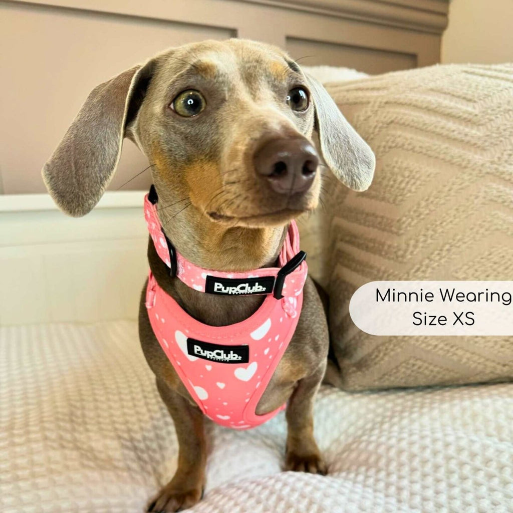 PupClub Adjustable Dog Harness – Peachy Hearts