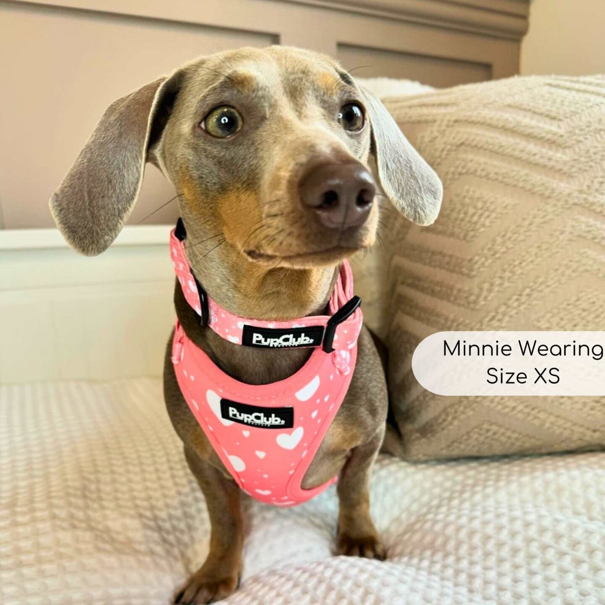 PupClub Adjustable Dog Harness – Peachy Hearts