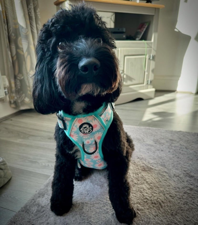 Rugged Rover™ No-Pull Dog Harness – Pastel Daisy