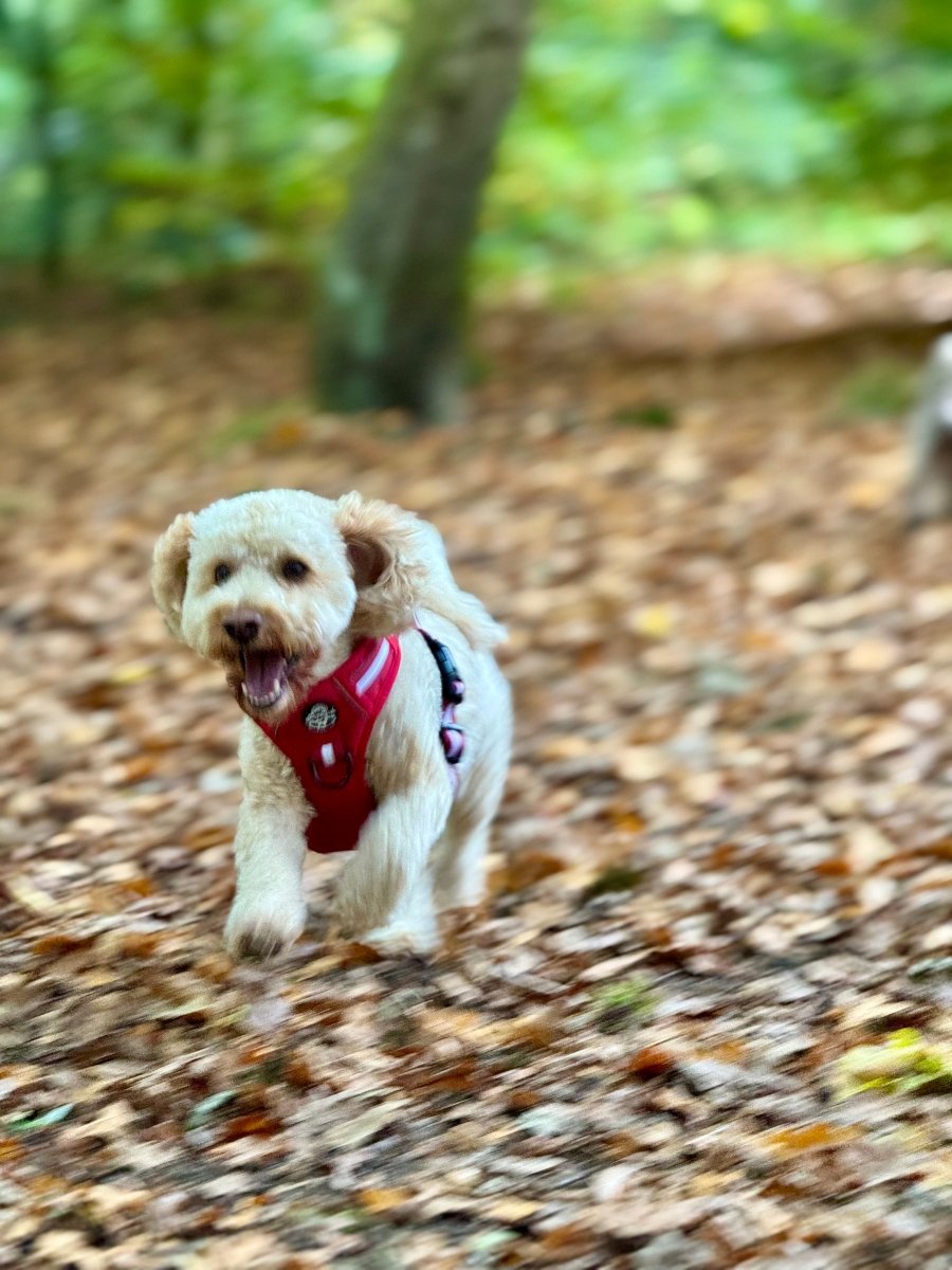 Rugged Rover™ No-Pull Dog Harness – Berry Red