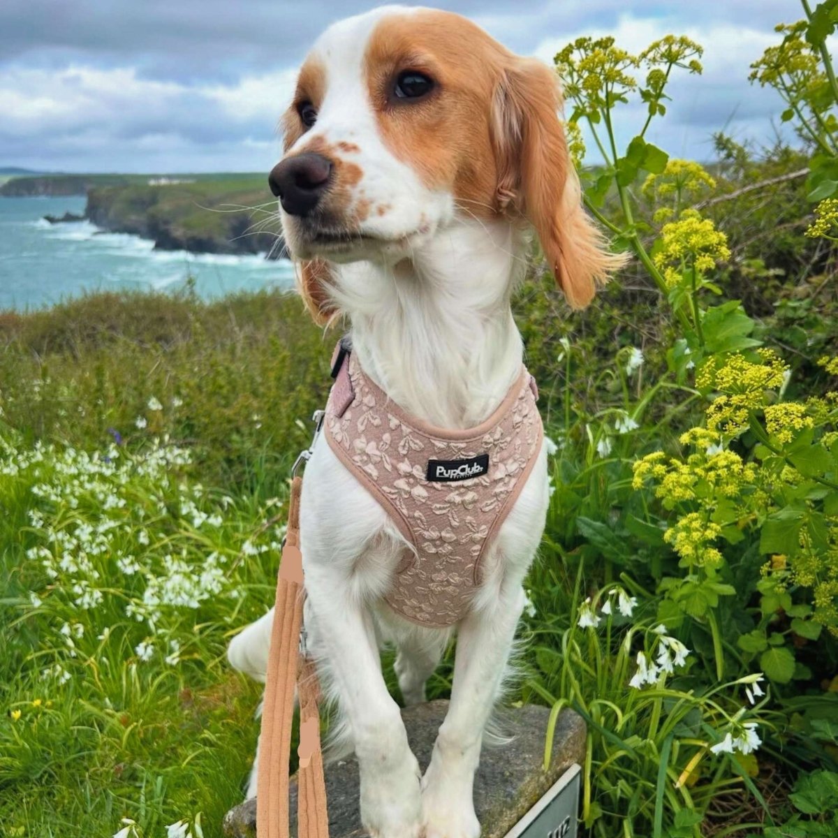 PupClub Luxe Adjustable Dog Harness – Toffee Latte Petals