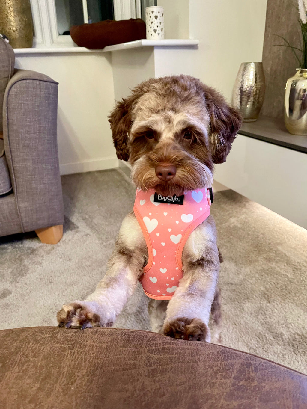 PupClub Adjustable Dog Harness – Peachy Hearts