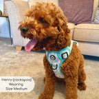Rugged Rover™ No-Pull Dog Harness – Pastel Daisy