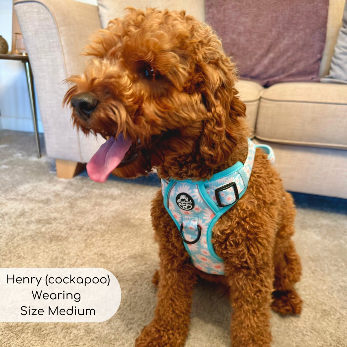 Rugged Rover™ No-Pull Dog Harness – Pastel Daisy