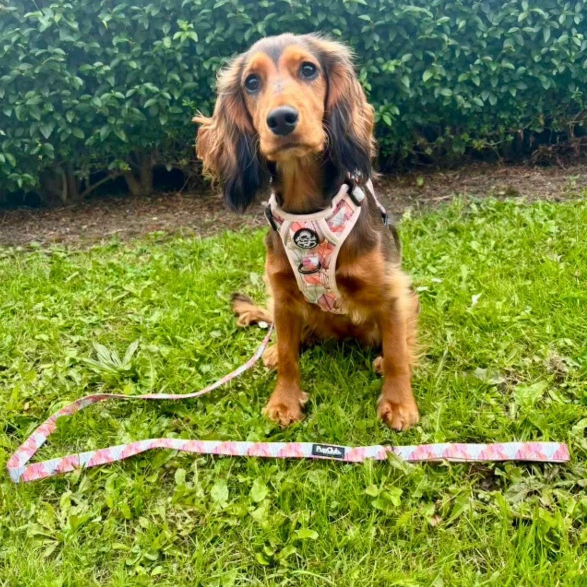 Rugged Rover™ No-Pull Dog Harness – Autumn Breeze