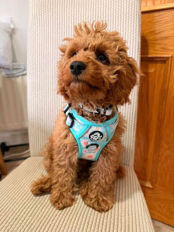 Rugged Rover™ No-Pull Dog Harness – Pastel Daisy