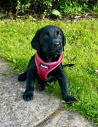 PupClub Puppy Step-In Harness – Berry Red