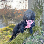 Rugged Rover™ No-Pull Dog Harness – Peachy Hearts