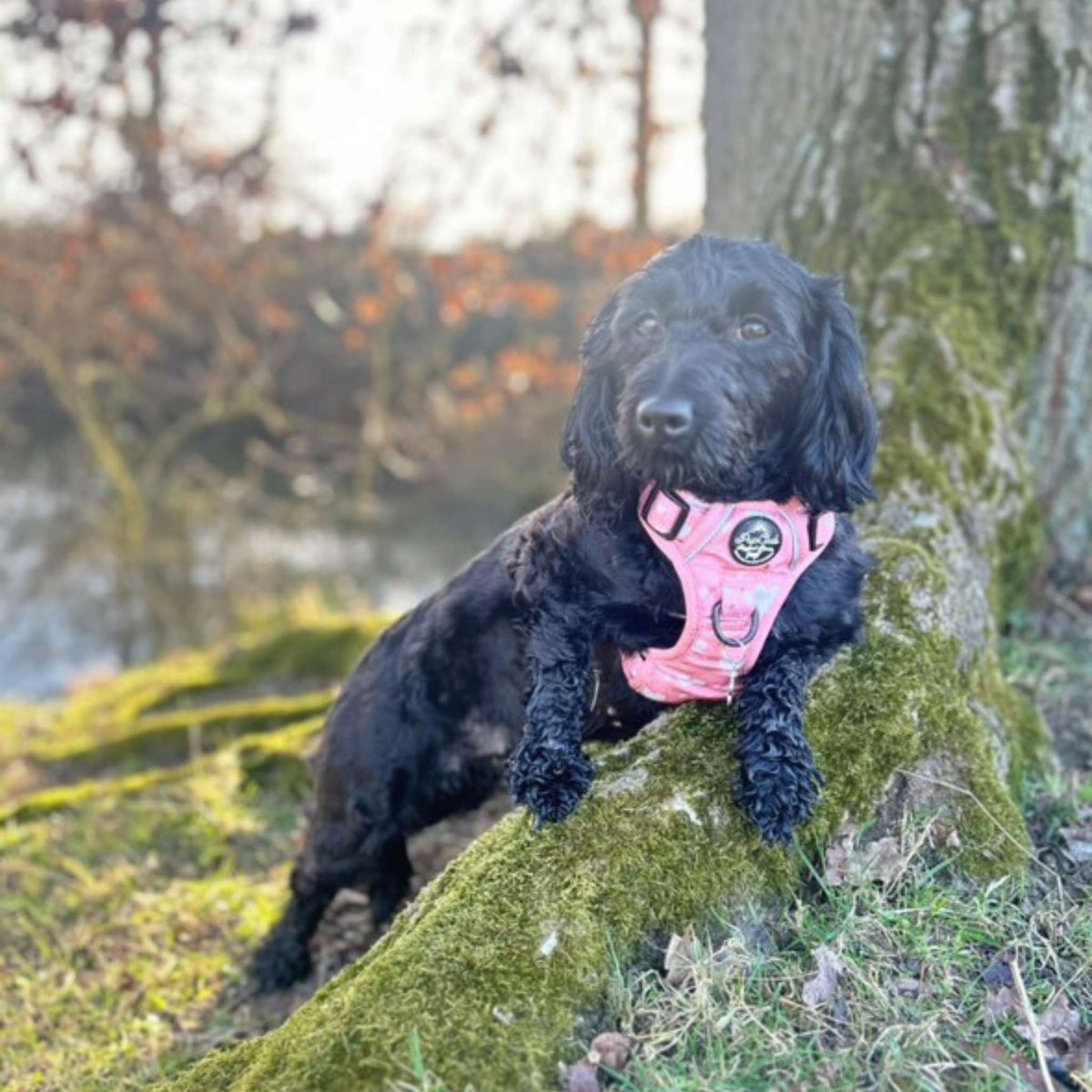 Rugged Rover™ No-Pull Dog Harness – Peachy Hearts