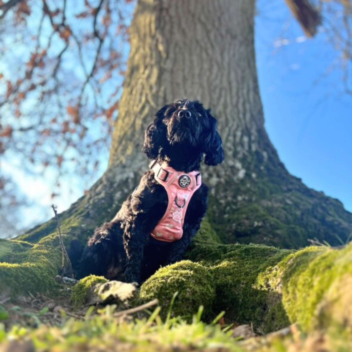 Rugged Rover™ No-Pull Dog Harness – Peachy Hearts