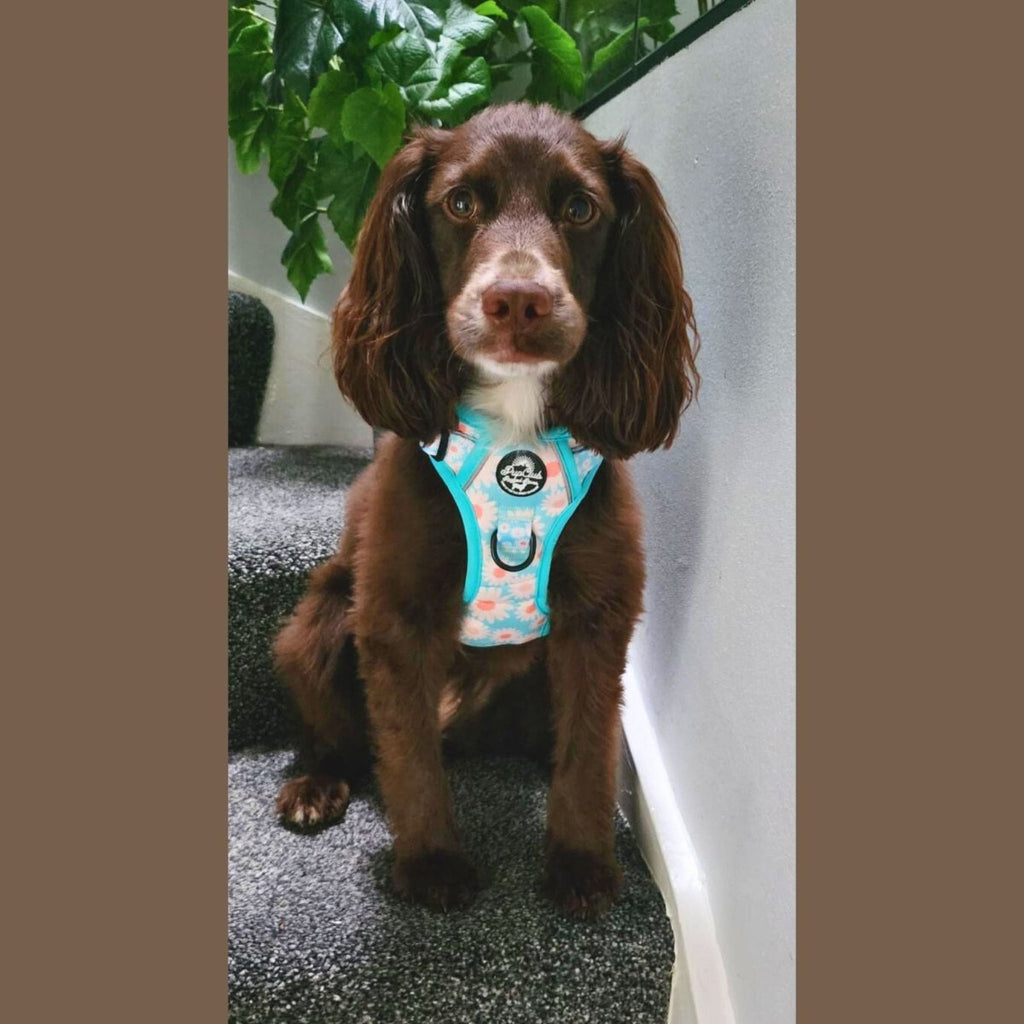Rugged Rover™ No-Pull Dog Harness – Pastel Daisy