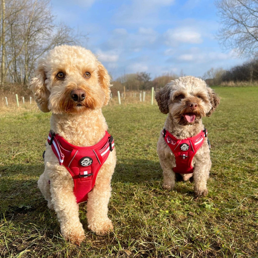 Rugged Rover™ No-Pull Dog Harness – Berry Red