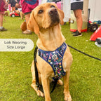 Rugged Rover™ No-Pull Dog Harness – Summer Meadow