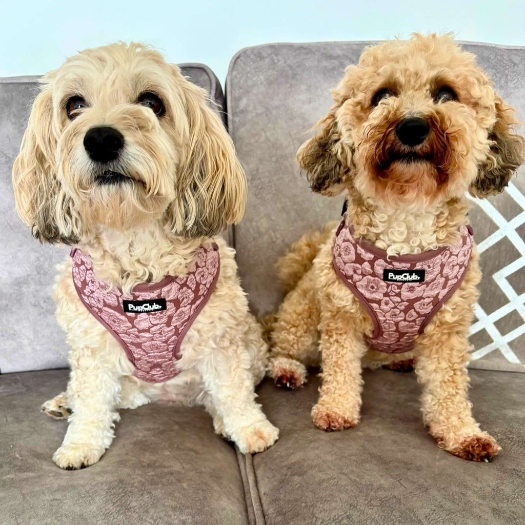 PupClub Luxe Adjustable Dog Harness – Mocha Petals