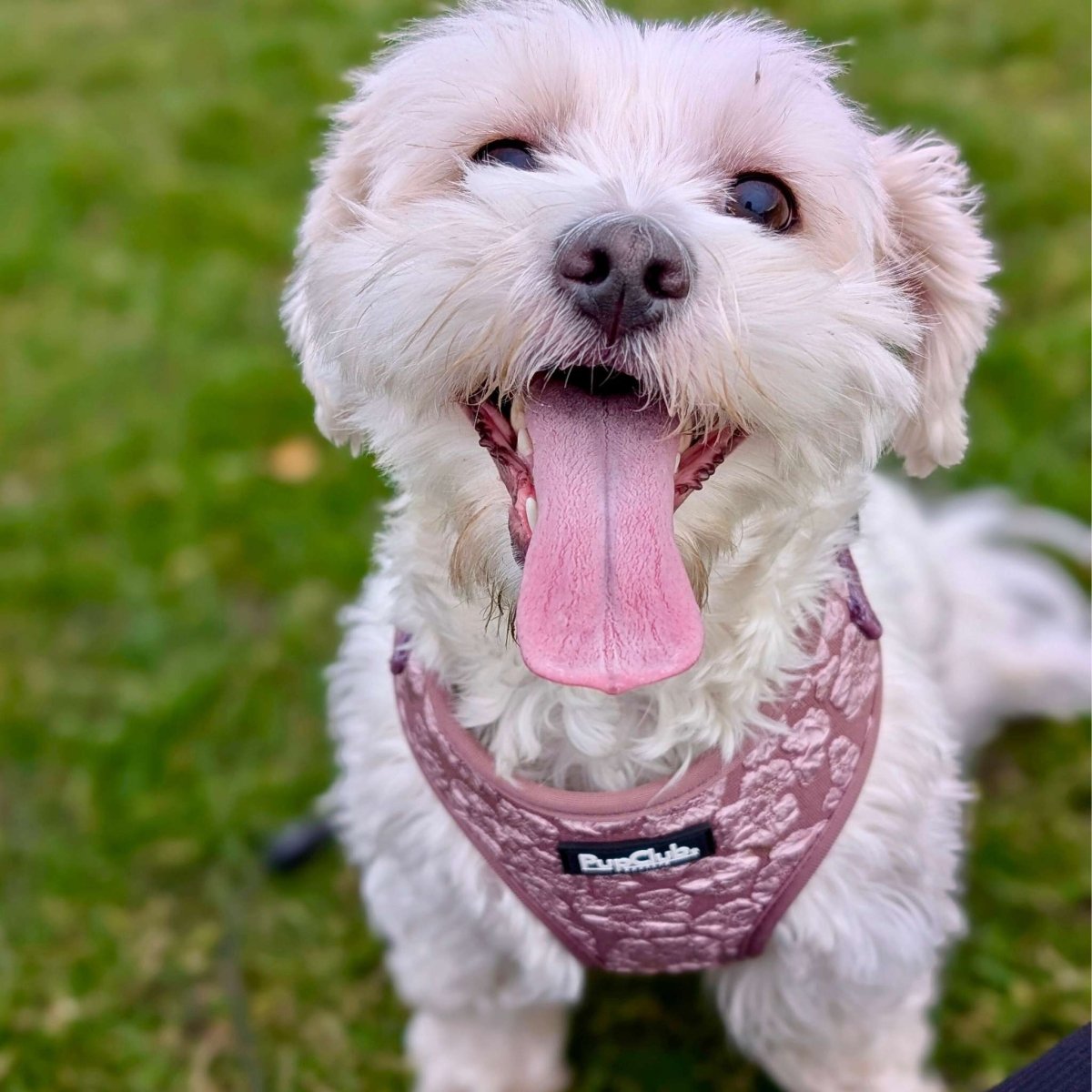 PupClub Luxe Adjustable Dog Harness – Mocha Petals