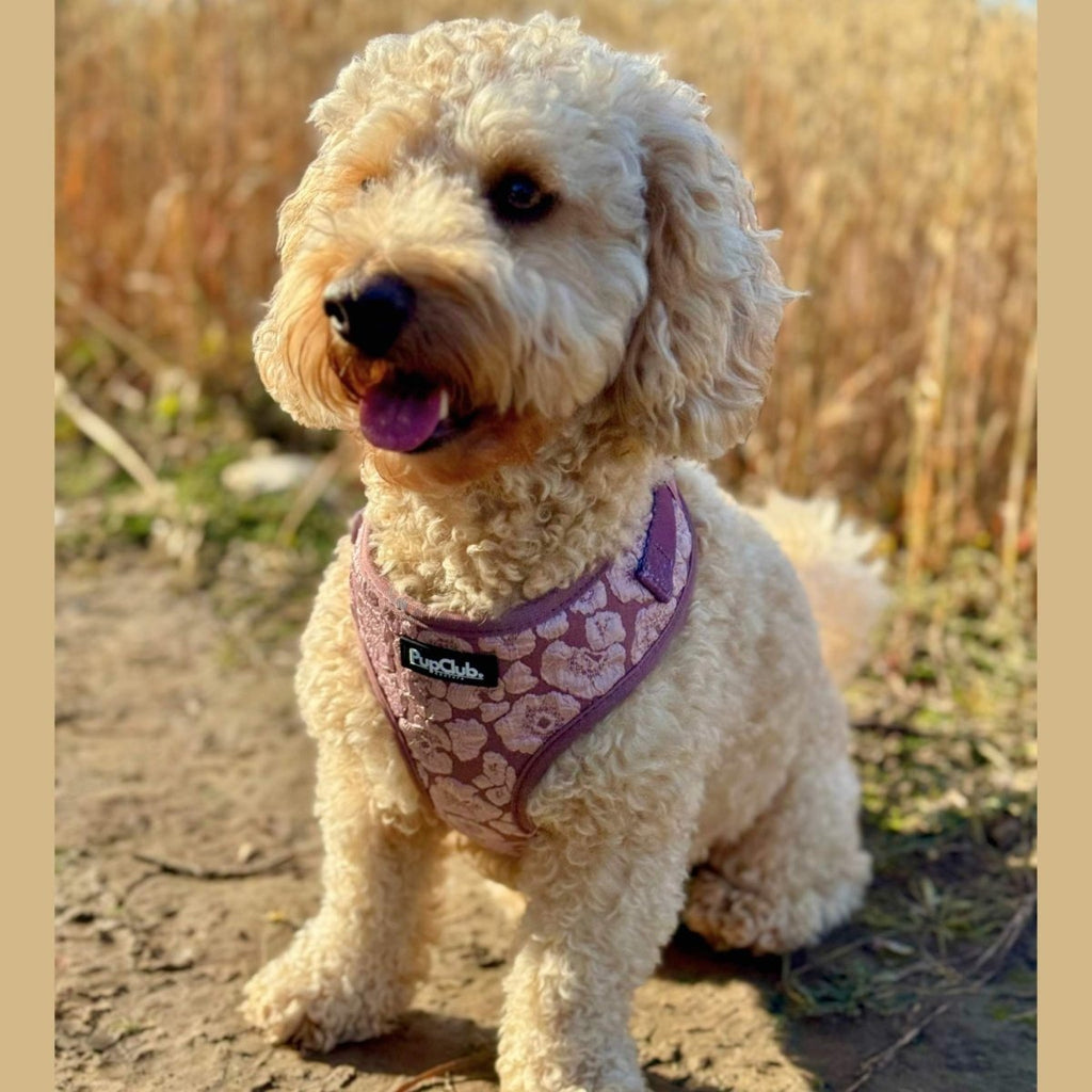 PupClub Luxe Adjustable Dog Harness – Mocha Petals