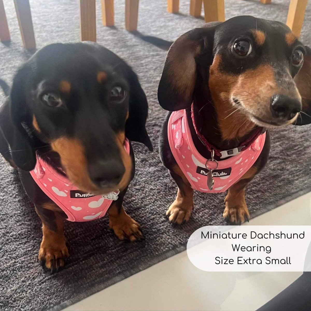 PupClub Adjustable Dog Harness – Peachy Hearts