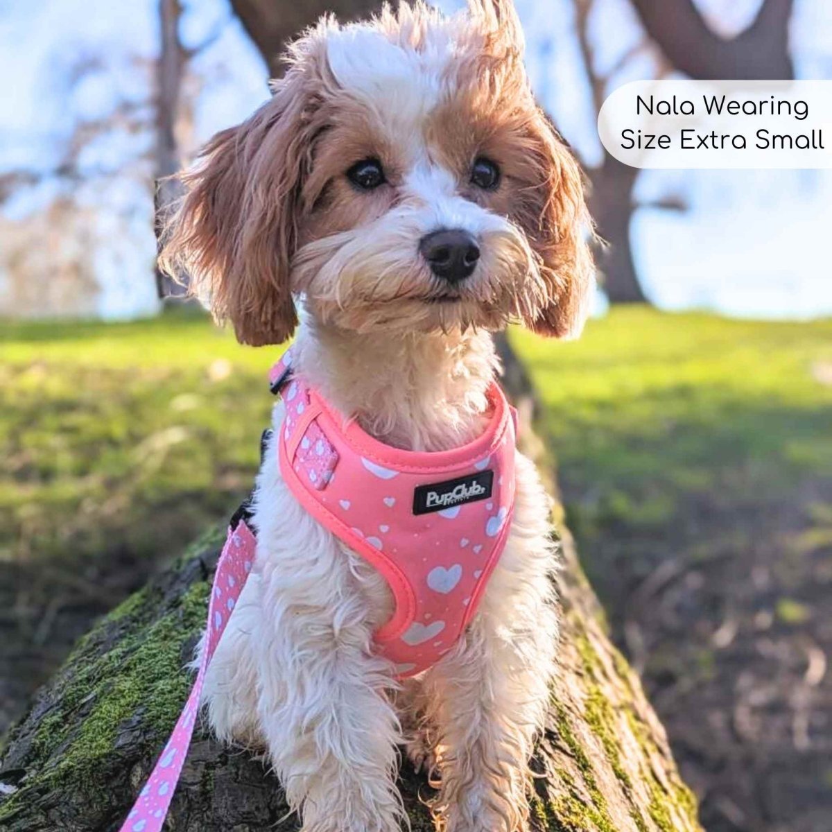 PupClub Adjustable Dog Harness – Peachy Hearts