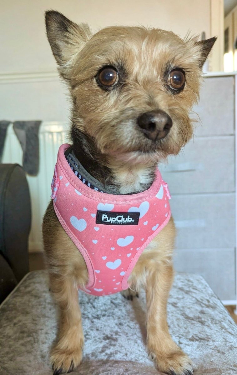 PupClub Adjustable Dog Harness – Peachy Hearts