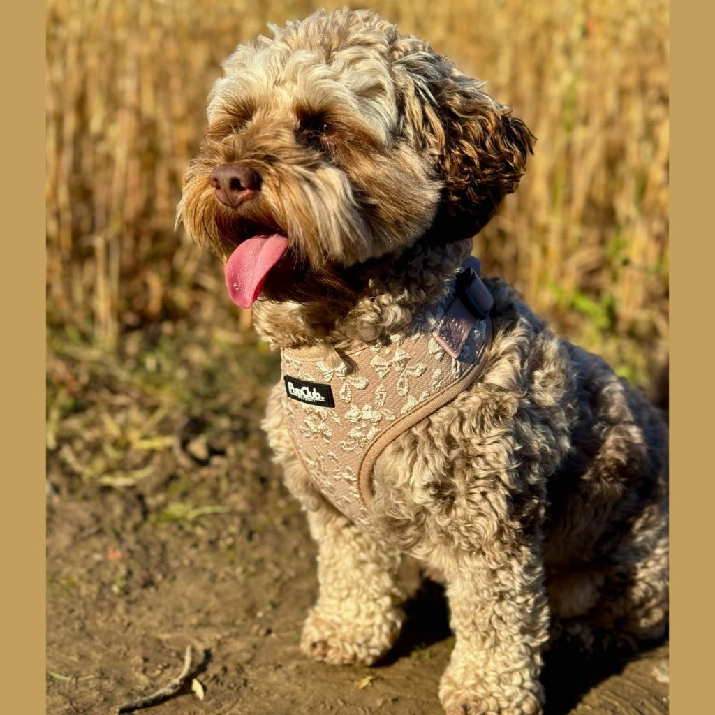 PupClub Luxe Adjustable Dog Harness – Toffee Latte Petals