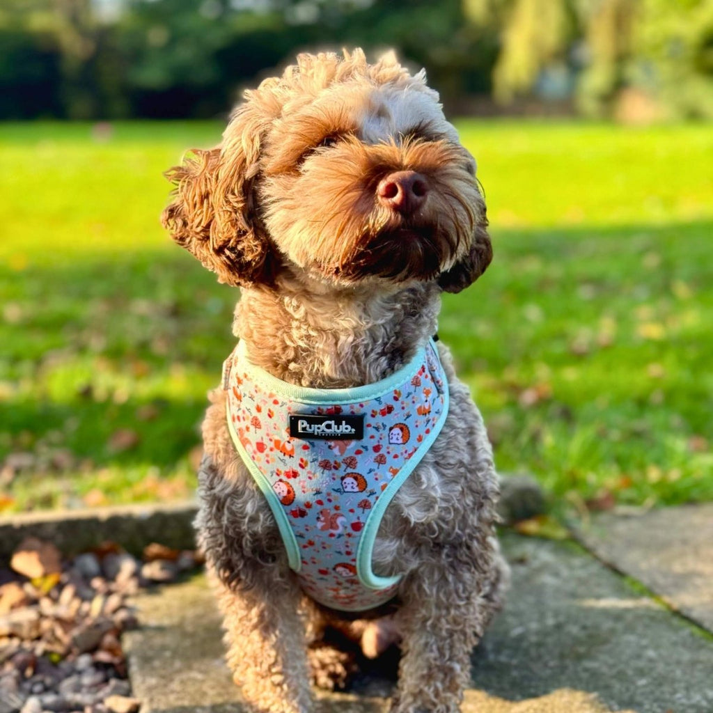 Adjustable Dog Harness – Woodland Friends