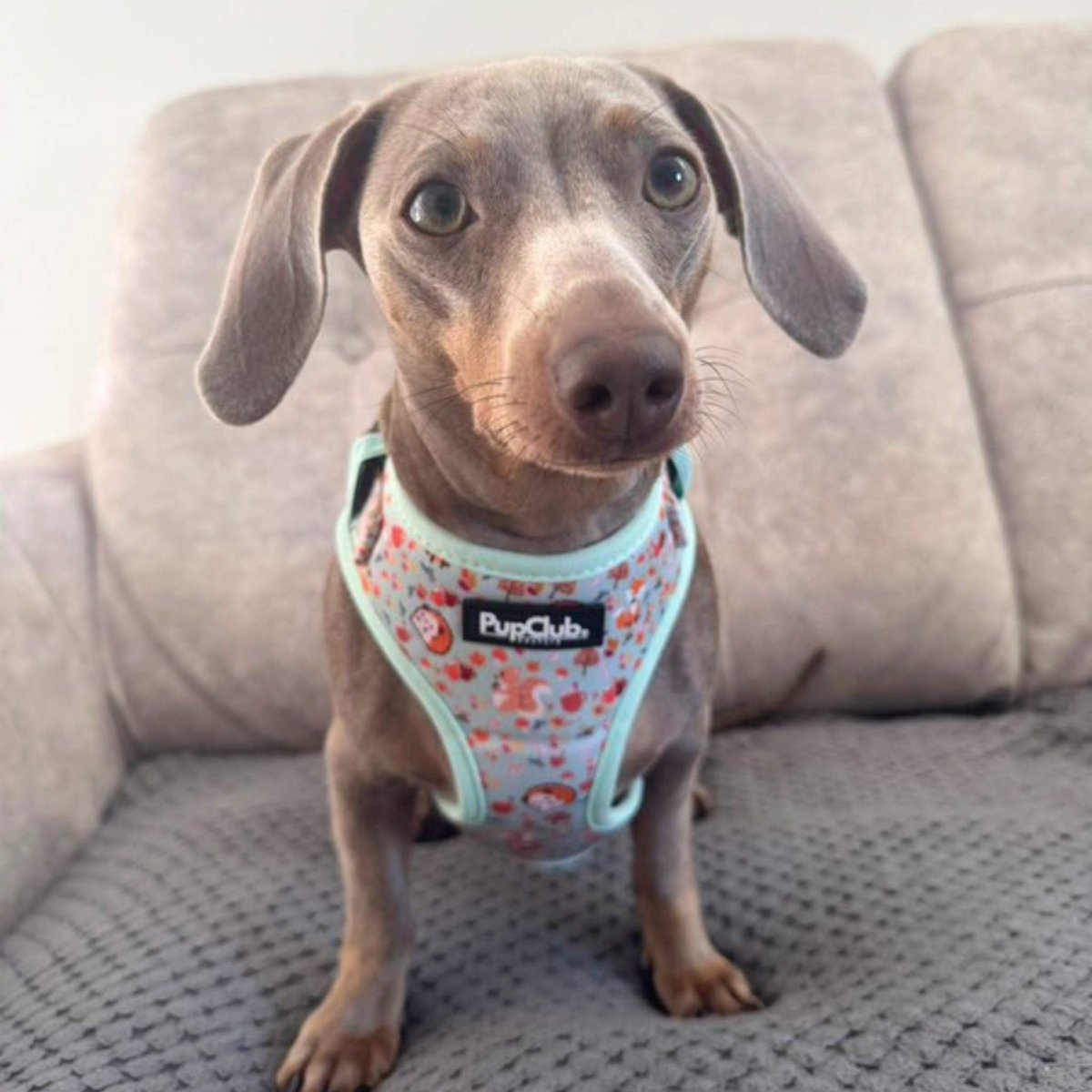 Adjustable Dog Harness – Woodland Friends