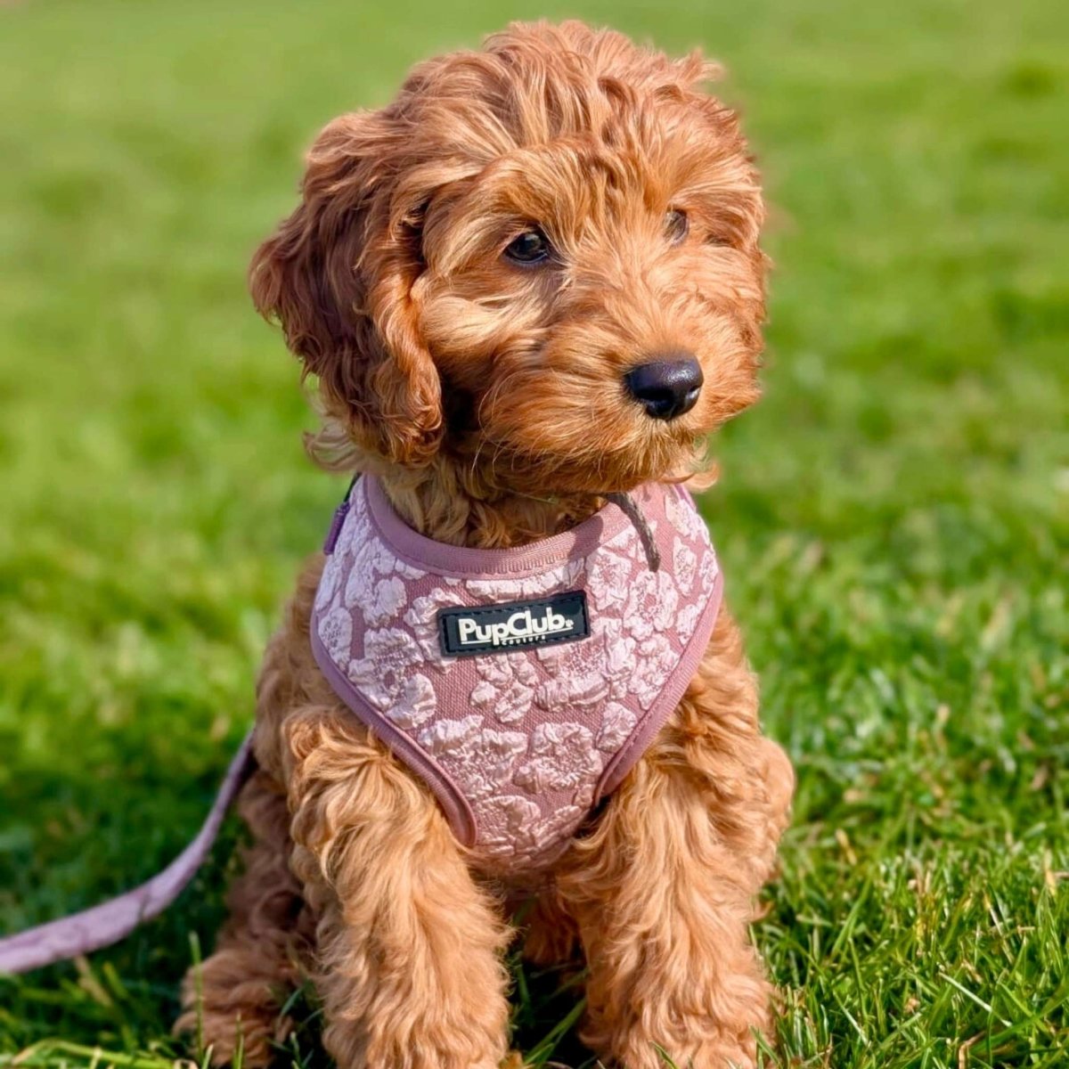 PupClub Luxe Adjustable Dog Harness – Mocha Petals