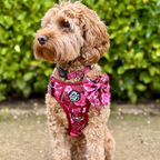 PupClub Dog Sailor Bow – Burgundy Bloom