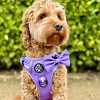 Dog Bow Tie – Lilac Blush