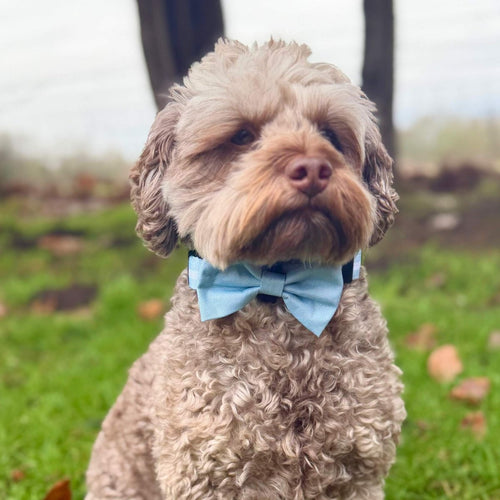 Dog Bow Tie – Pastel Blue