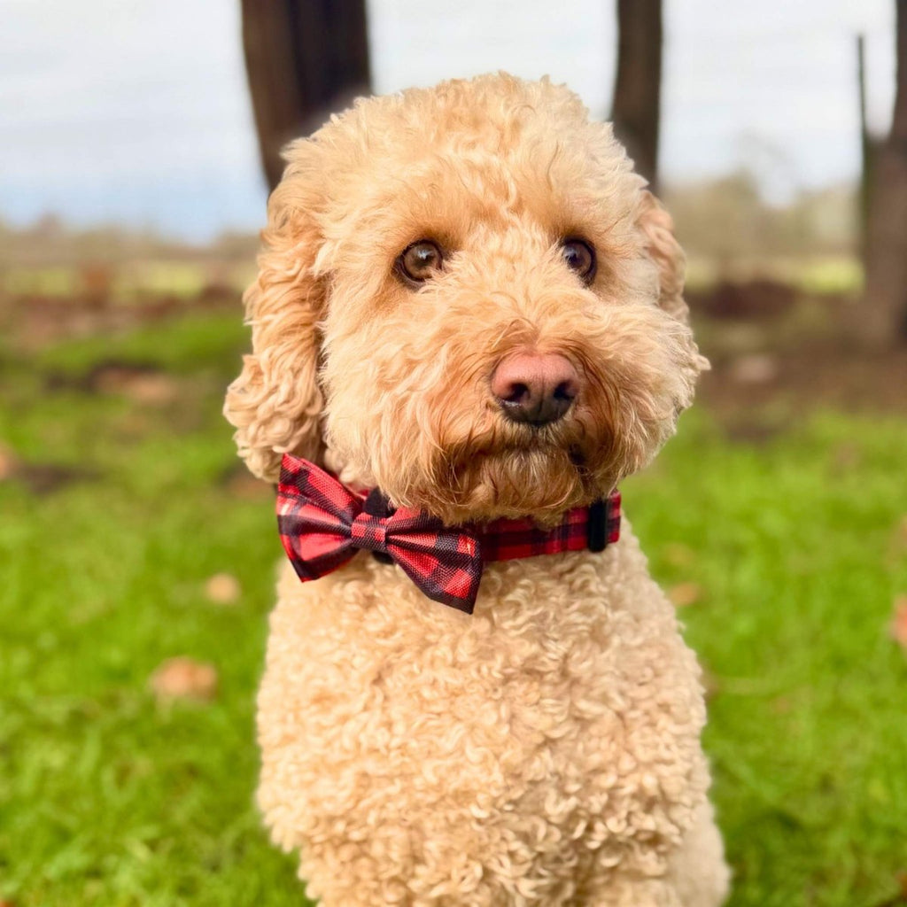 Dog Bow Tie – Red Tartan