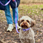 Dog Collar – Lilac Blush