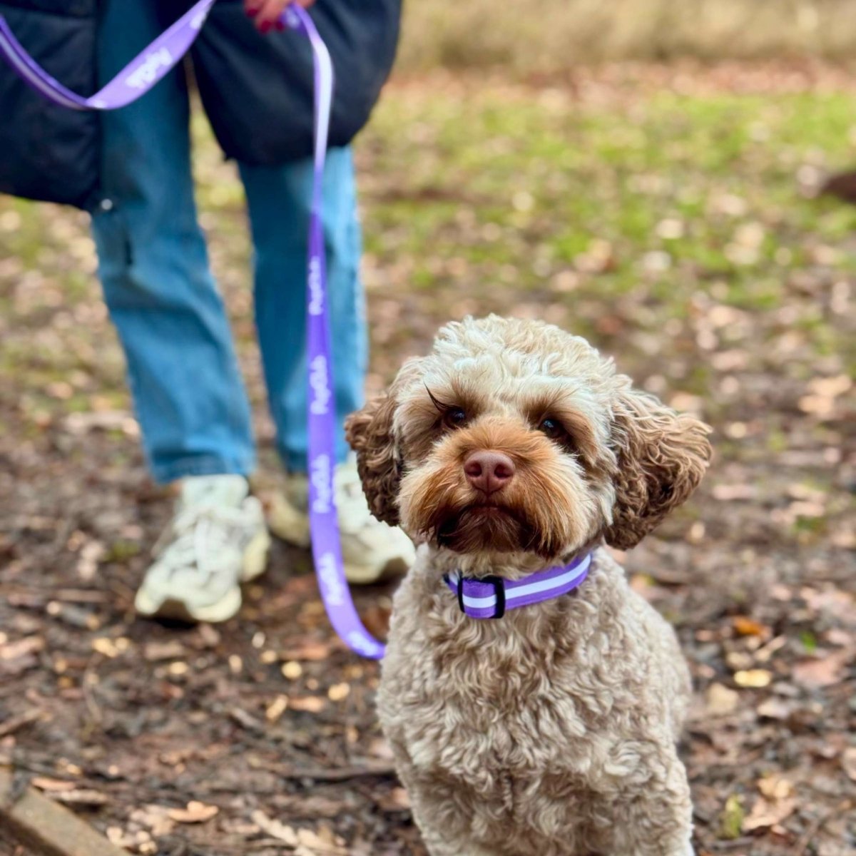 Dog Collar – Lilac Blush