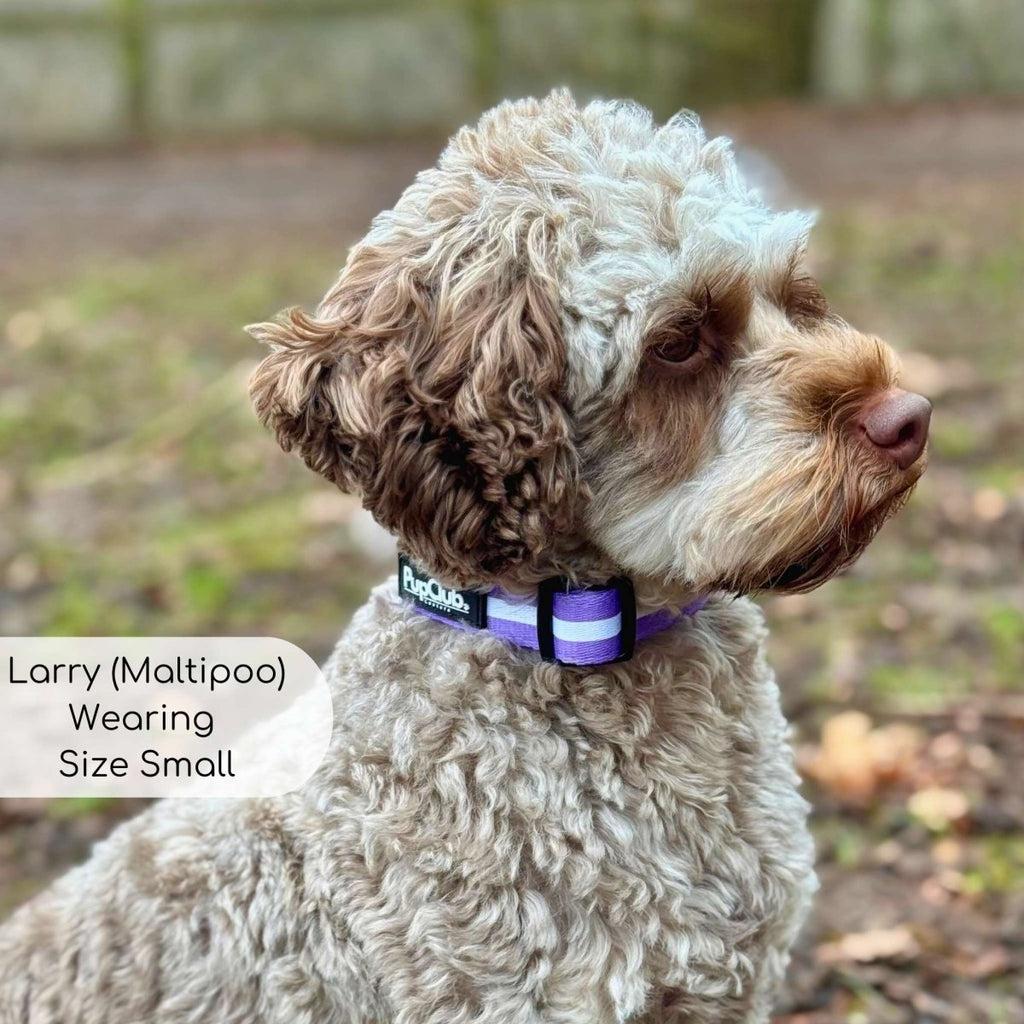 Dog Collar – Lilac Blush