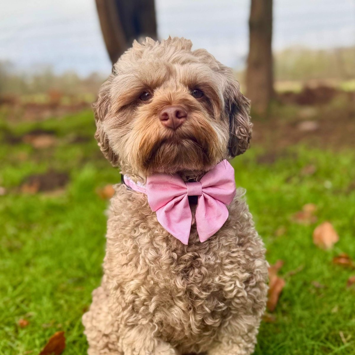 Dog Sailor Bow – Pastel Pink