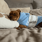 Dog Drying Robe – Blue