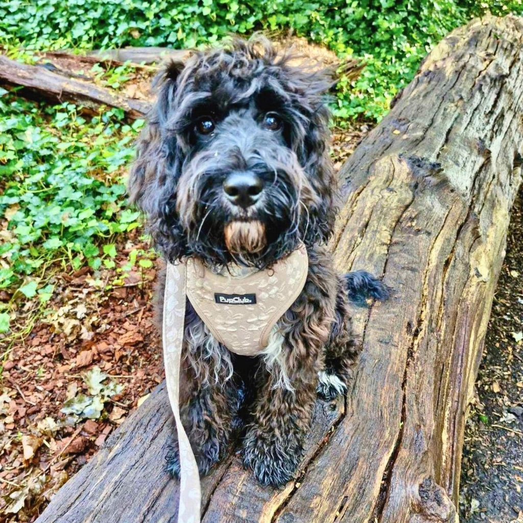 PupClub Luxe Adjustable Dog Harness – Toffee Latte Petals