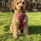 PupClub Puppy Step-In Harness – Berry Red