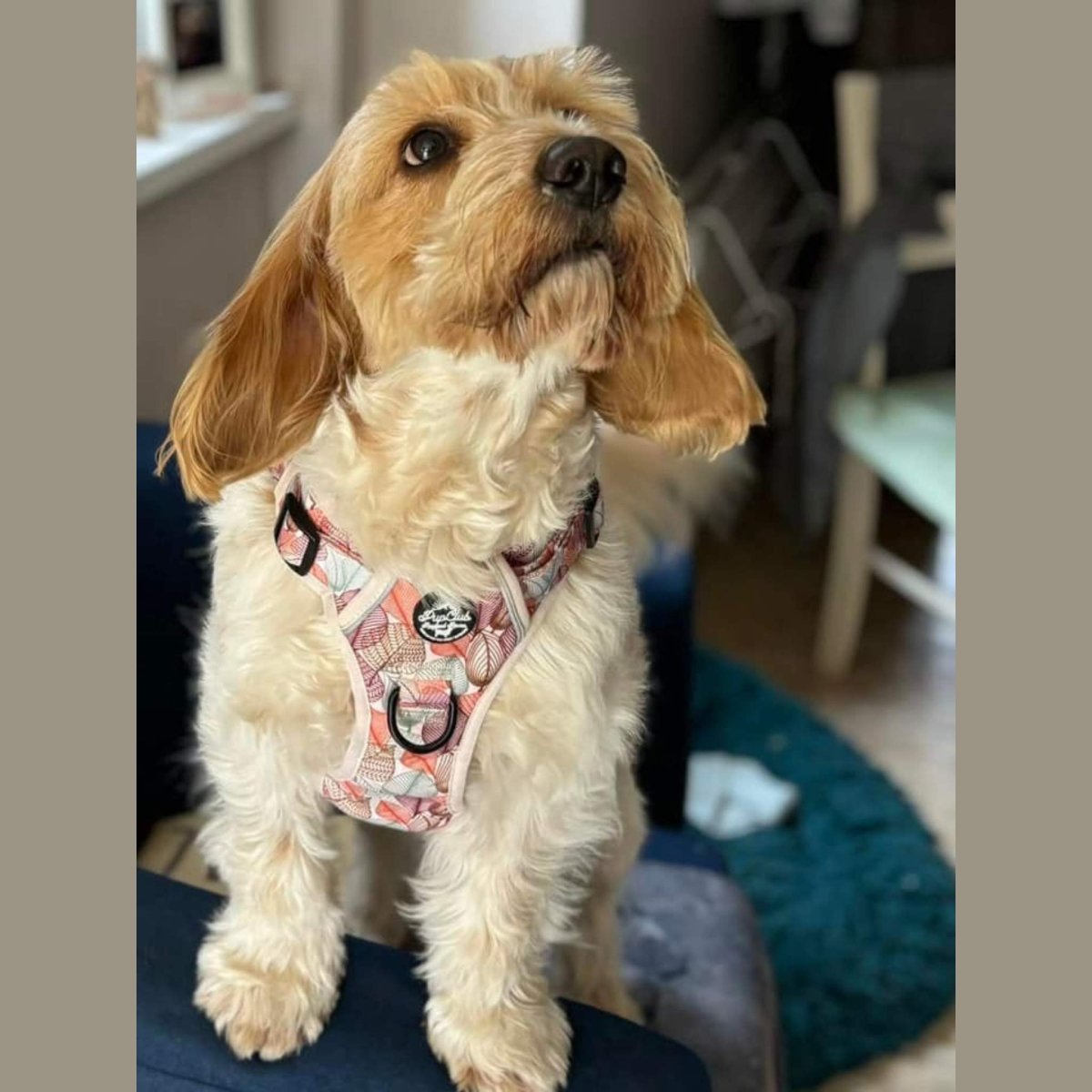 Rugged Rover™ No-Pull Dog Harness – Autumn Breeze
