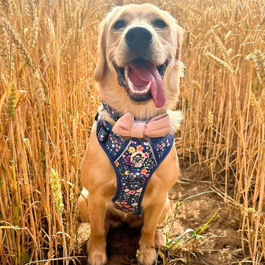 Rugged Rover™ No-Pull Dog Harness – Summer Meadow