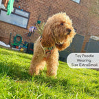 Rugged Rover™ No-Pull Dog Harness – Autumn Breeze