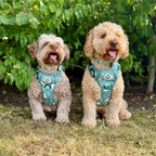 PupClub Rugged Rover Dog Harness – Evergreen Trails