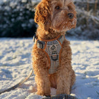 Rugged Rover™ No-Pull Dog Harness – Foxbury Plaid