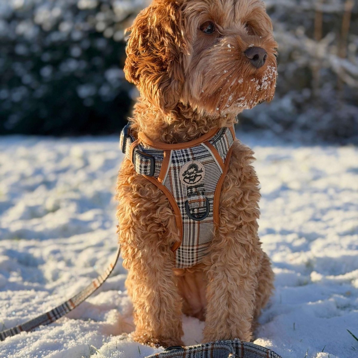 Rugged Rover™ No-Pull Dog Harness – Foxbury Plaid
