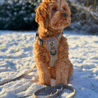 Rugged Rover™ No-Pull Dog Harness – Foxbury Plaid