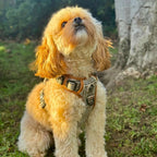 Rugged Rover™ No-Pull Dog Harness – Foxbury Plaid