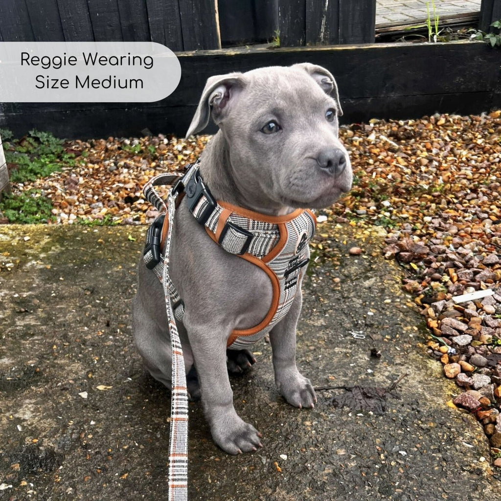 Rugged Rover™ No-Pull Dog Harness – Foxbury Plaid