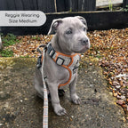 Rugged Rover™ No-Pull Dog Harness – Foxbury Plaid